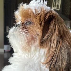 Meet your Posher, Calvin